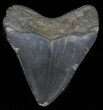 Juvenile Megalodon Tooth #61837-1